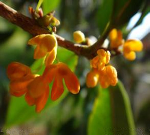 薄荷油、桂花…香氣也能防病