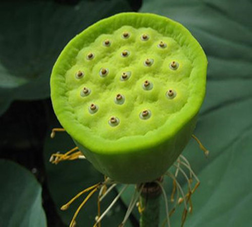 蓮蓬全身都是寶 夏季生吃蓮子簡(jiǎn)單又營(yíng)養(yǎng)