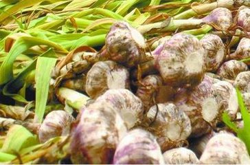 鮮蒜批量上市 蒜價開始走低