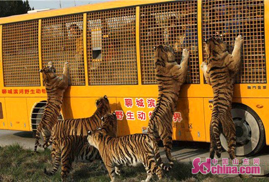 大熊貓空降水城 濱河野生動物世界五一盛大開業(yè)