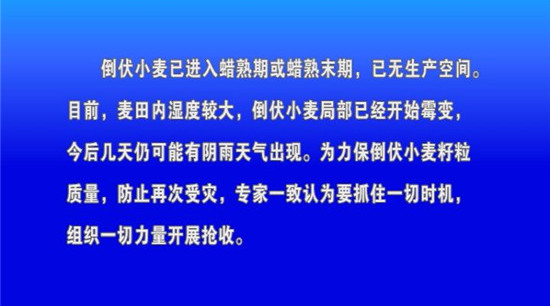 我市發(fā)出關(guān)于抓緊組織開(kāi)展倒伏小麥搶收工作的緊急通知