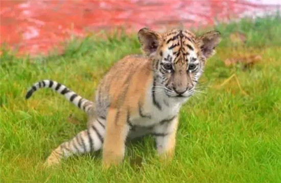 聊城動物園國慶迎來小老虎，萌態(tài)十足等你過來撩