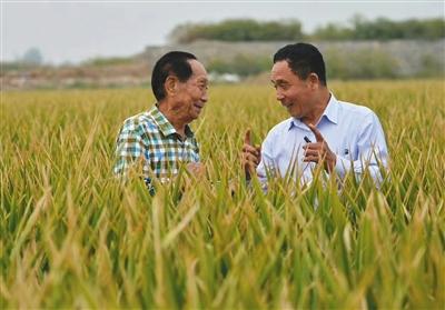 超級雜交水稻畝產(chǎn)破世界紀錄 種植前需做哪些工作？