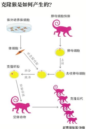 世界首只克隆猴在中國出生 研究遵守實(shí)驗(yàn)動物倫理規(guī)章