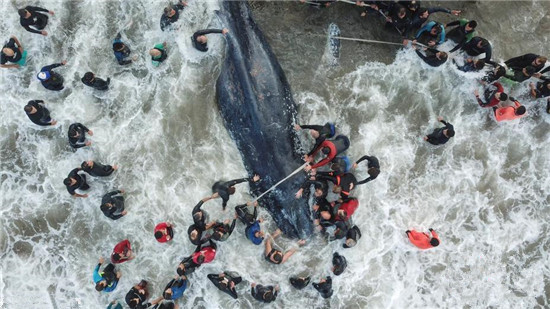 阿根廷旅游勝地現(xiàn)擱淺鯨魚 民眾救助但無力回天