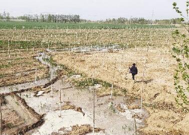 聊城：退伍軍人馬頰河岸栽6萬(wàn)棵樹(shù)苗