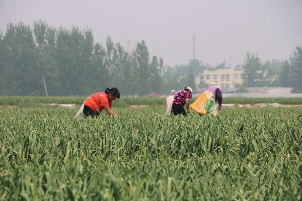 聊城沙鎮(zhèn)鮮蒜苔豐產(chǎn)價(jià)格卻遇冷 供求失衡是主因