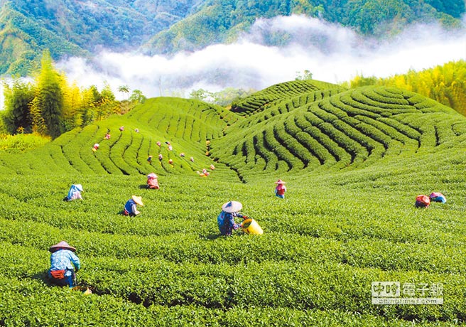 臺(tái)茶農(nóng)下跪陳情遭大陸退貨 吳敦義：找民進(jìn)黨