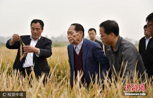 袁隆平將攜團(tuán)隊(duì)試種耐鹽堿雜交水稻 形成技術(shù)路線圖