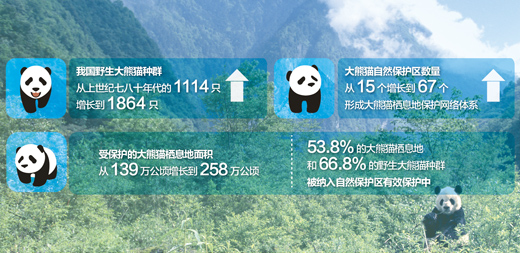野外大熊貓瀕危狀況進(jìn)一步緩解 66.8%野外種群得到嚴(yán)格保護(hù)