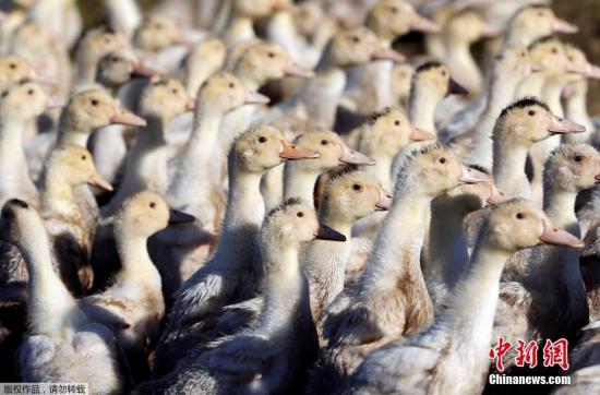 湖南省鳳凰縣發(fā)生家禽H5N6亞型高致病性禽流感疫情