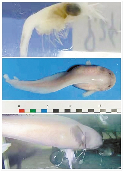 “探索一號(hào)”從馬里亞納海溝帶回了什么