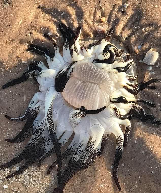 澳海灘現(xiàn)長著黑白觸手“神秘生物”？網(wǎng)友揭開答案
