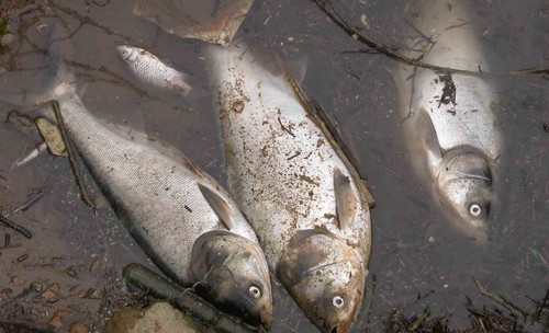 兩個月內(nèi)第三次！澳魚類大規(guī)模死亡，系生態(tài)災難？
