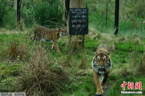“相親”不成釀虎命 倫敦動物園蘇門答臘虎殺同伴