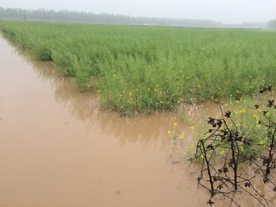 豪雨襲臺致農(nóng)業(yè)損失破5000萬臺幣 高雄損失最嚴重