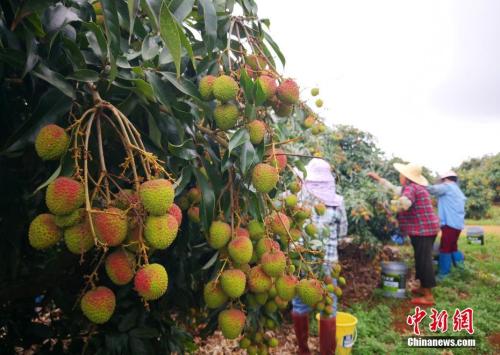 荔枝貴到吃不起？“水果自由”你實現(xiàn)了嗎？