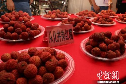 資料圖：廣州從化荔枝。 從化政府供圖