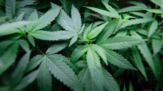 美國伊利諾伊州宣布成人用大麻合法化