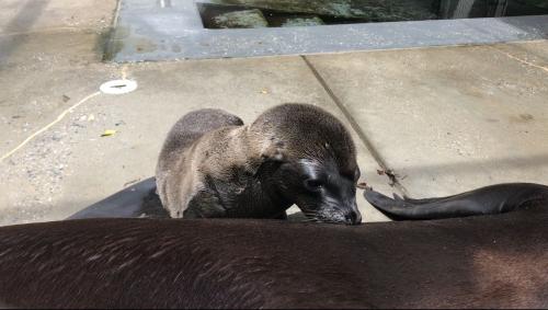 超萌！美動物園迎新生命：小熊貓、海獅寶寶誕生(圖)