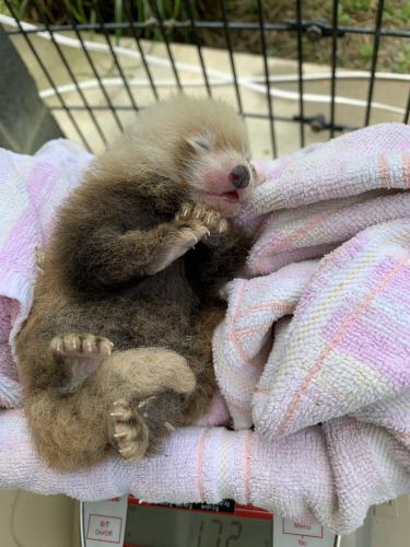 小熊貓幼崽接受稱重。(圖片來源：美國史密森尼國家動物園)