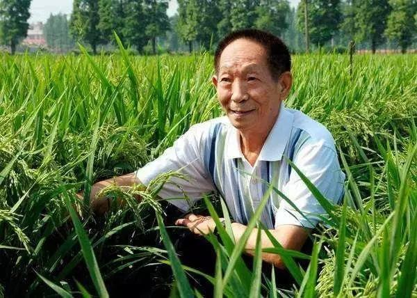 畝產(chǎn)超千斤 袁隆平團(tuán)隊(duì)內(nèi)蒙古大面積試種耐鹽堿水稻