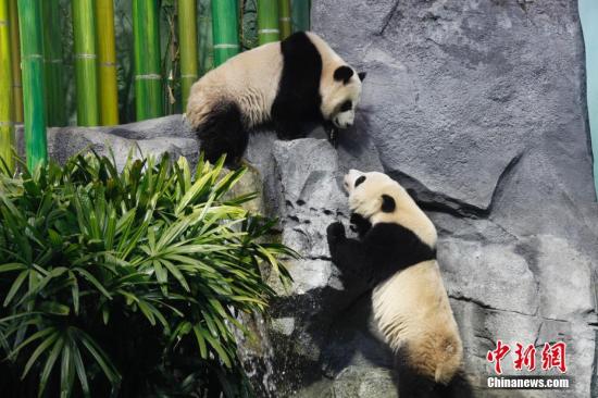 加拿大卡爾加里動(dòng)物園為中國熊貓龍鳳胎寶寶舉辦歡送活動(dòng)