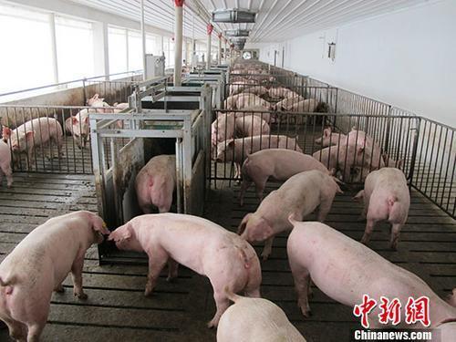資料圖：活豬養(yǎng)殖場。 <a target='_blank' >中新社</a>記者 林浩 攝