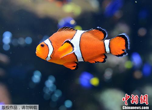 地球暖化加劇 科學(xué)家：可愛(ài)小丑魚(yú)恐在海洋中消失