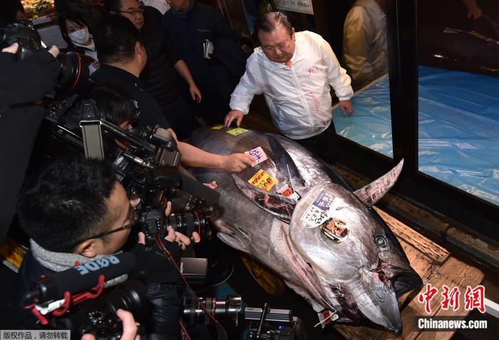高達2億日元！日本豐洲市場迎金槍魚新年首拍