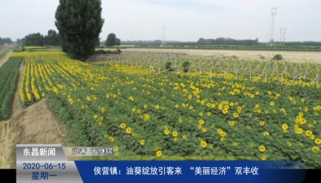 侯營鎮(zhèn)：油葵綻放引客來  “美麗經(jīng)濟”雙豐收