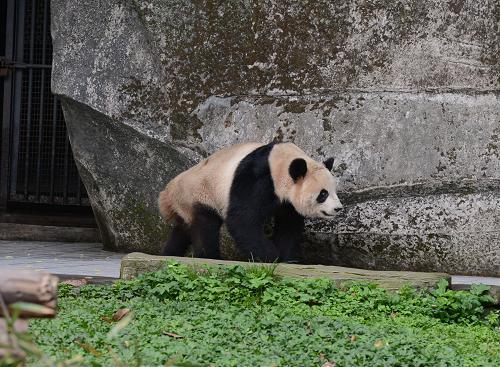 中國(guó)旅加大熊貓?zhí)崆盎貒?guó)旅程仍未成行 鮮竹面臨“斷炊”