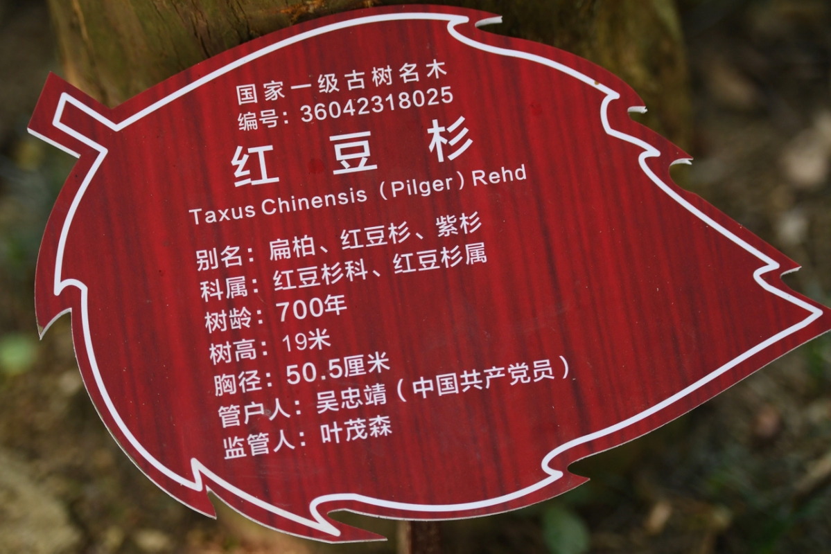 【走向我們的小康生活】江西武寧：“林改第一村”紅豆杉群帶火旅游經(jīng)濟(jì)