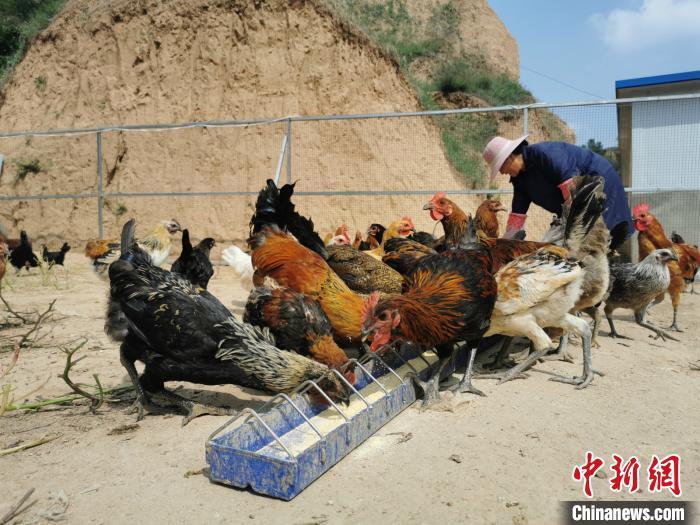 資料圖：飼養(yǎng)員在喂雞。 岑屹 攝