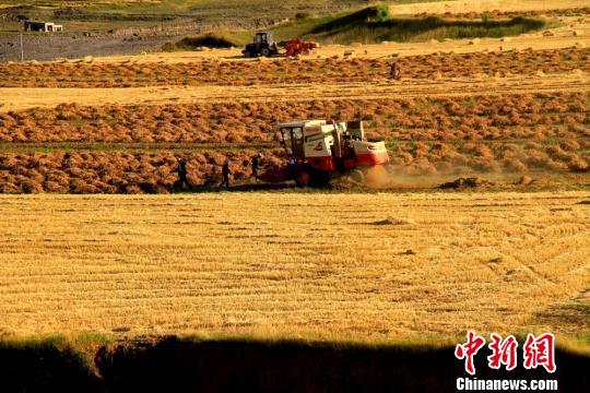 資料圖：白露節(jié)氣臨近，甘肅河西走廊祁連山下的張掖民樂縣田野里的大麥、小麥都已經(jīng)成熟，田野風(fēng)光如畫。 陳禮 攝