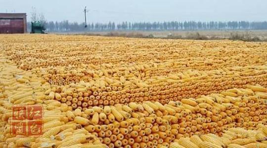 糧食產(chǎn)量有望連續(xù)6年穩(wěn)定在1.3萬(wàn)億斤水平——今年又是一個(gè)豐收年