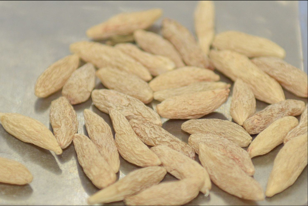 入秋之后一聲咳，潤肺止咳的五大常用中藥，每種對癥不一樣！