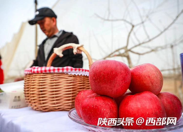 特色農(nóng)業(yè)產(chǎn)業(yè)助力鄉(xiāng)村振興 山溝溝里迎來新生活