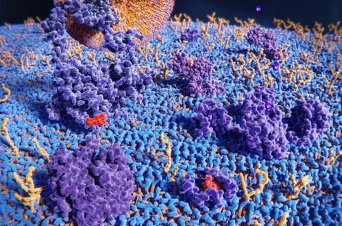 生命體內(nèi)全新生物分子糖RNA首現(xiàn)