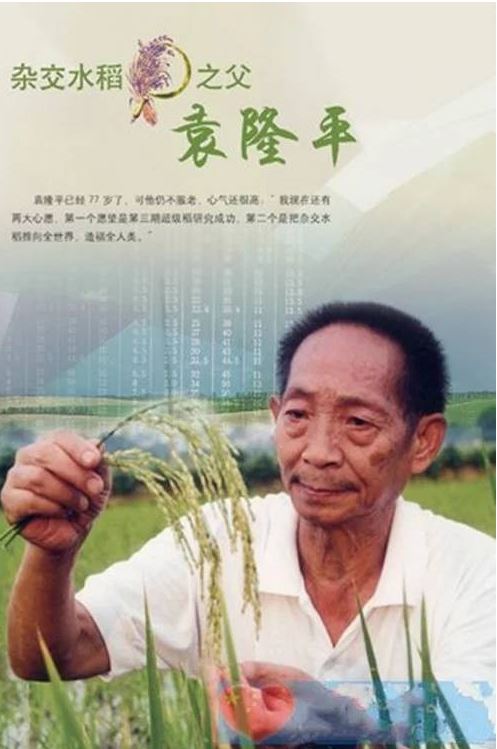 “雜交水稻之父”進入北京中考作文材料