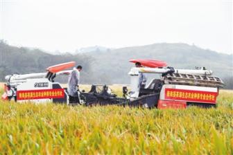 超級(jí)雜交水稻： 跨越育種“禁區(qū)”，讓中國(guó)碗盛滿中國(guó)糧