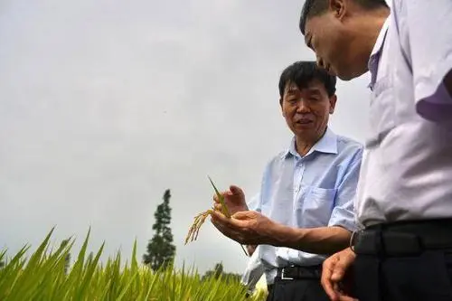 零的突破！中國雙季早粳稻誕生