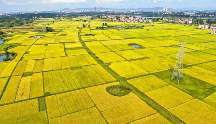 農(nóng)業(yè)農(nóng)村部：堅決守住全年糧食和農(nóng)業(yè)豐收基本盤