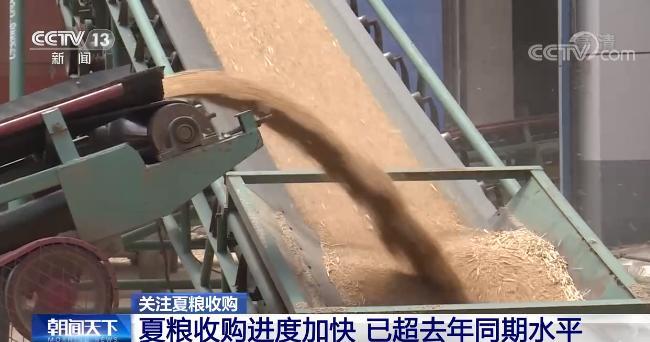 豐收啦！夏糧收購進度快 新糧“入住”智慧倉