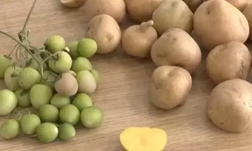我國科學(xué)家突破雜交馬鈴薯育種技術(shù)難題