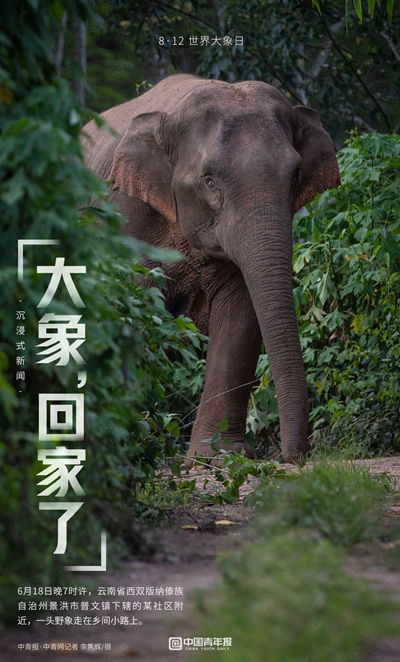 云南亞洲象群“回家”