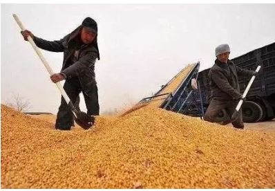 糧食保供穩(wěn)價(jià)政策之下：莫讓種糧成本侵蝕農(nóng)民收益