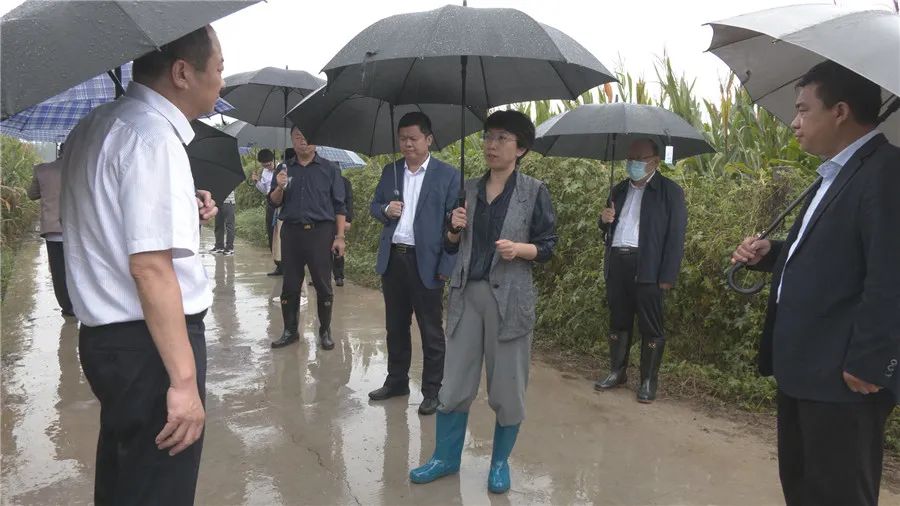 聊城市委副書記 市長李長萍來東昌府區(qū)檢查城鄉(xiāng)防汛 房屋安全 農(nóng)田排澇等工作