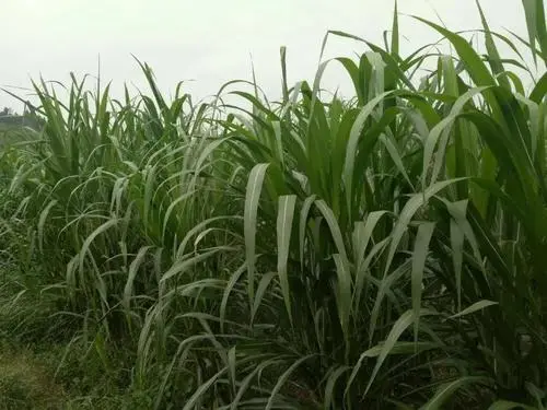 種植面積穩(wěn)中有增，預計超12.9億畝 今年秋糧豐收基礎好