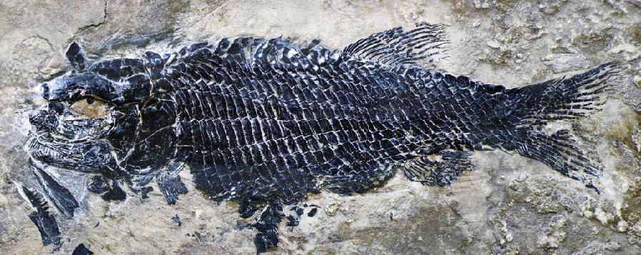 亞洲首次！云南發(fā)現(xiàn)一種2.44億年前的“稀有”魚類